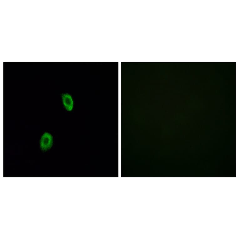 Immunofluorescence - Anti-OR1D2 Antibody (G516) - Antibodies.com