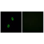 Immunofluorescence - Anti-OR1D2 Antibody (G516) - Antibodies.com