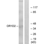 Western Blot - Anti-OR1D2 Antibody (G516) - Antibodies.com