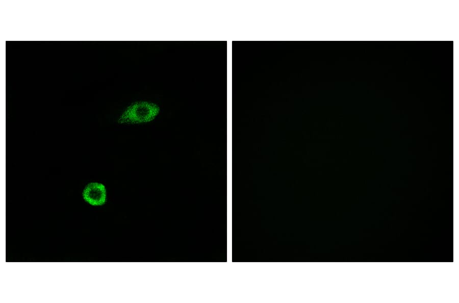 Immunofluorescence - Anti-OR1B1 Antibody (G515) - Antibodies.com
