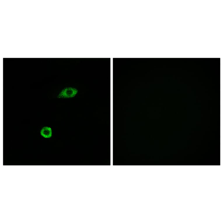 Immunofluorescence - Anti-OR1B1 Antibody (G515) - Antibodies.com