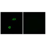 Immunofluorescence - Anti-OR1B1 Antibody (G515) - Antibodies.com