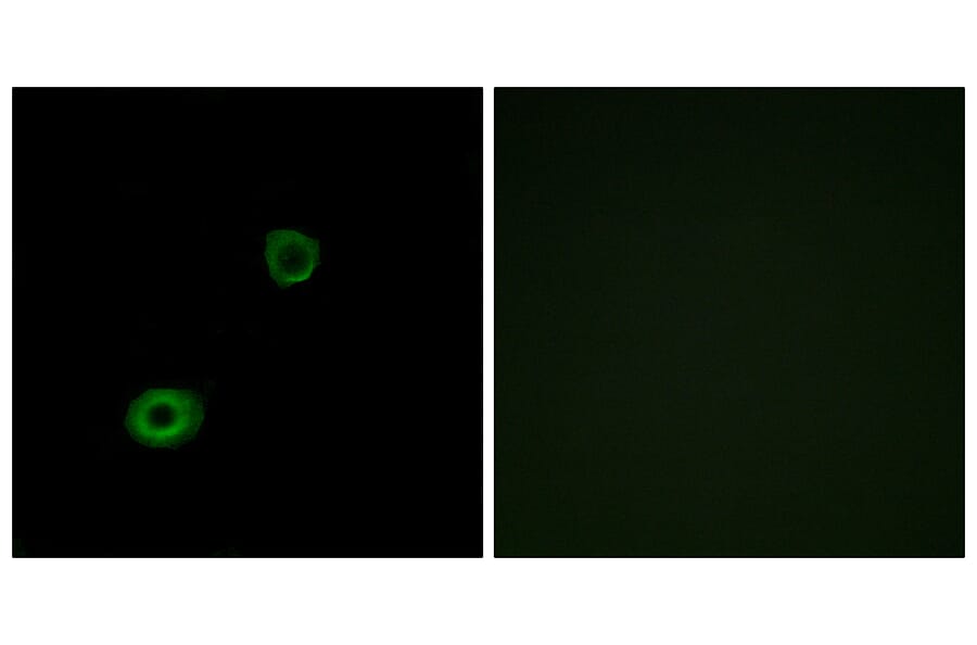 Immunofluorescence - Anti-MRGX4 Antibody (G395) - Antibodies.com