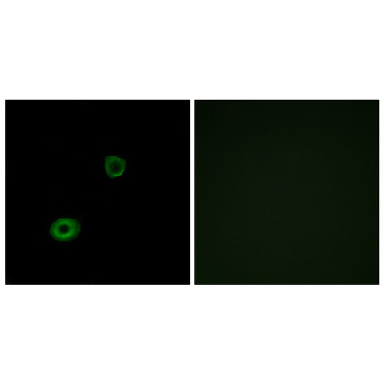 Immunofluorescence - Anti-MRGX4 Antibody (G395) - Antibodies.com