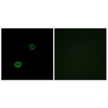 Immunofluorescence - Anti-MRGX4 Antibody (G395) - Antibodies.com