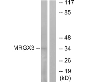 Western Blot - Anti-MRGX3 Antibody (G816) - Antibodies.com