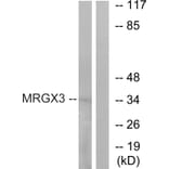 Western Blot - Anti-MRGX3 Antibody (G816) - Antibodies.com