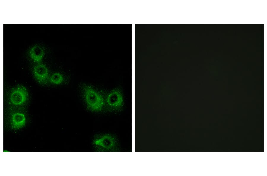 Immunofluorescence - Anti-MRGX3 Antibody (G816) - Antibodies.com