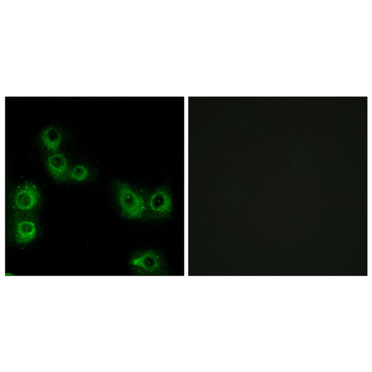 Immunofluorescence - Anti-MRGX3 Antibody (G816) - Antibodies.com