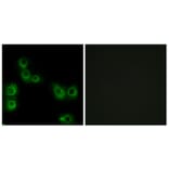 Immunofluorescence - Anti-MRGX3 Antibody (G816) - Antibodies.com
