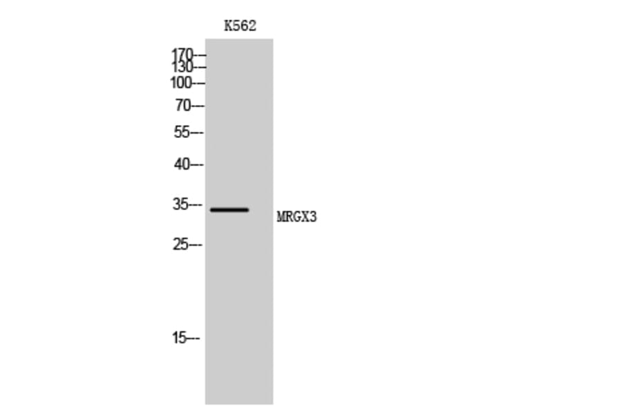 Western Blot - Anti-MRGX3 Antibody (G816) - Antibodies.com