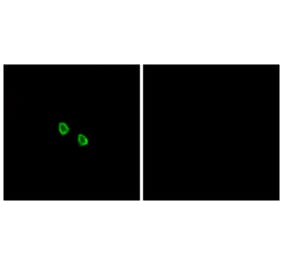 Immunofluorescence - Anti-MRGX1 Antibody (G394) - Antibodies.com