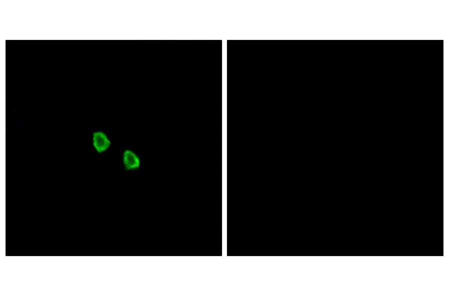 Immunofluorescence - Anti-MRGX1 Antibody (G394) - Antibodies.com