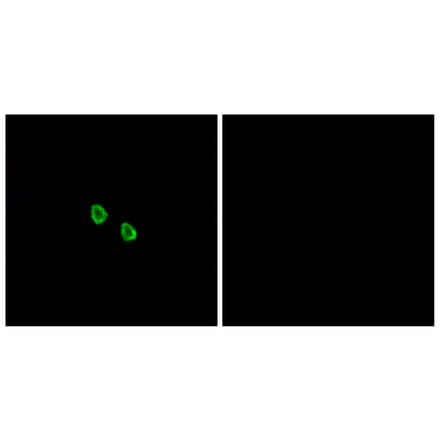 Immunofluorescence - Anti-MRGX1 Antibody (G394) - Antibodies.com