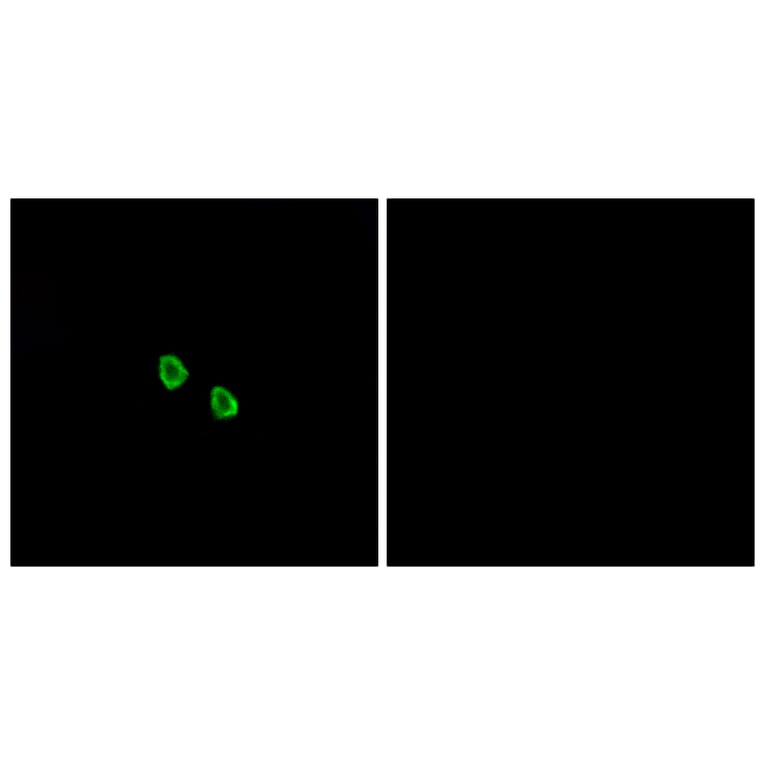 Immunofluorescence - Anti-MRGX1 Antibody (G394) - Antibodies.com