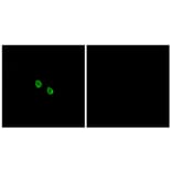 Immunofluorescence - Anti-MRGX1 Antibody (G394) - Antibodies.com