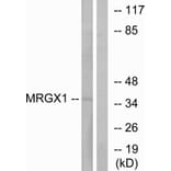 Western Blot - Anti-MRGX1 Antibody (G394) - Antibodies.com