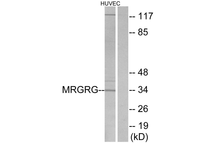 Western Blot - Anti-MRGRG Antibody (G393) - Antibodies.com