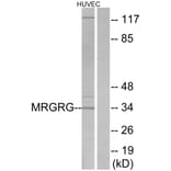 Western Blot - Anti-MRGRG Antibody (G393) - Antibodies.com