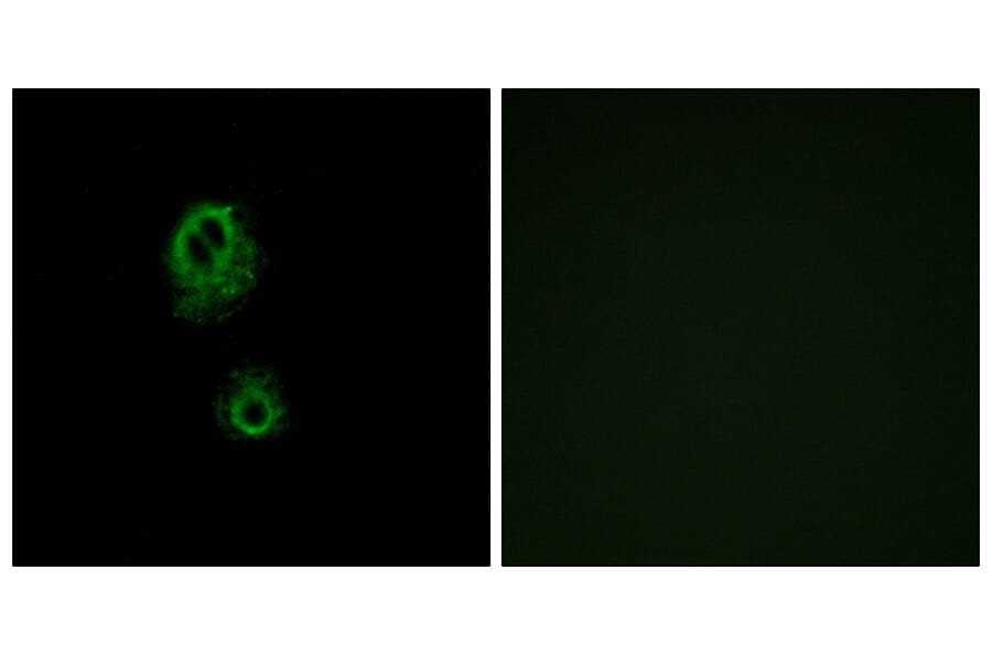 Immunofluorescence - Anti-MRGRG Antibody (G393) - Antibodies.com