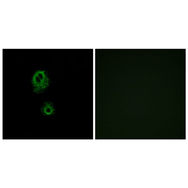 Immunofluorescence - Anti-MRGRG Antibody (G393) - Antibodies.com