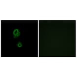 Immunofluorescence - Anti-MRGRG Antibody (G393) - Antibodies.com
