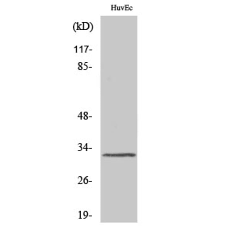 Western Blot - Anti-MRGRG Antibody (G393) - Antibodies.com