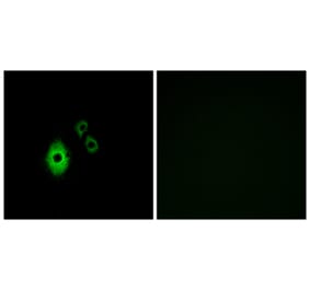 Immunofluorescence - Anti-KCNJ5 Antibody (G265) - Antibodies.com