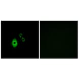 Immunofluorescence - Anti-KCNJ5 Antibody (G265) - Antibodies.com