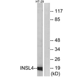 Western Blot - Anti-INSL4 Antibody (C15598) - Antibodies.com