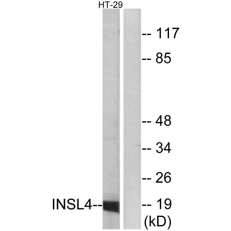 Western Blot - Anti-INSL4 Antibody (C15598) - Antibodies.com