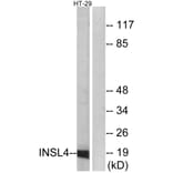 Western Blot - Anti-INSL4 Antibody (C15598) - Antibodies.com