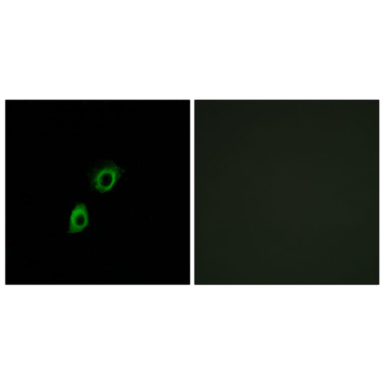 Immunofluorescence - Anti-INSL4 Antibody (C15598) - Antibodies.com