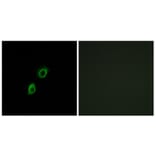 Immunofluorescence - Anti-INSL4 Antibody (C15598) - Antibodies.com