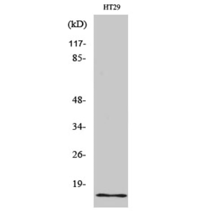 Western Blot - Anti-INSL4 Antibody (C15598) - Antibodies.com