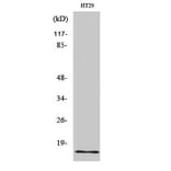 Western Blot - Anti-INSL4 Antibody (C15598) - Antibodies.com