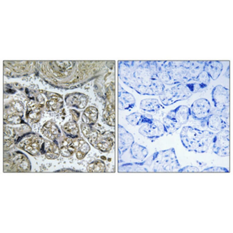 Immunohistochemistry - Anti-INSL4 Antibody (C15598) - Antibodies.com