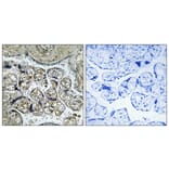 Immunohistochemistry - Anti-INSL4 Antibody (C15598) - Antibodies.com