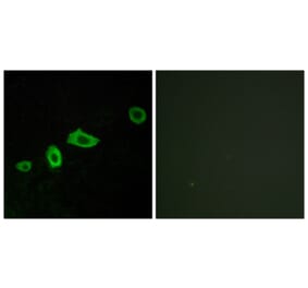 Immunofluorescence - Anti-HTR5A Antibody (G015) - Antibodies.com