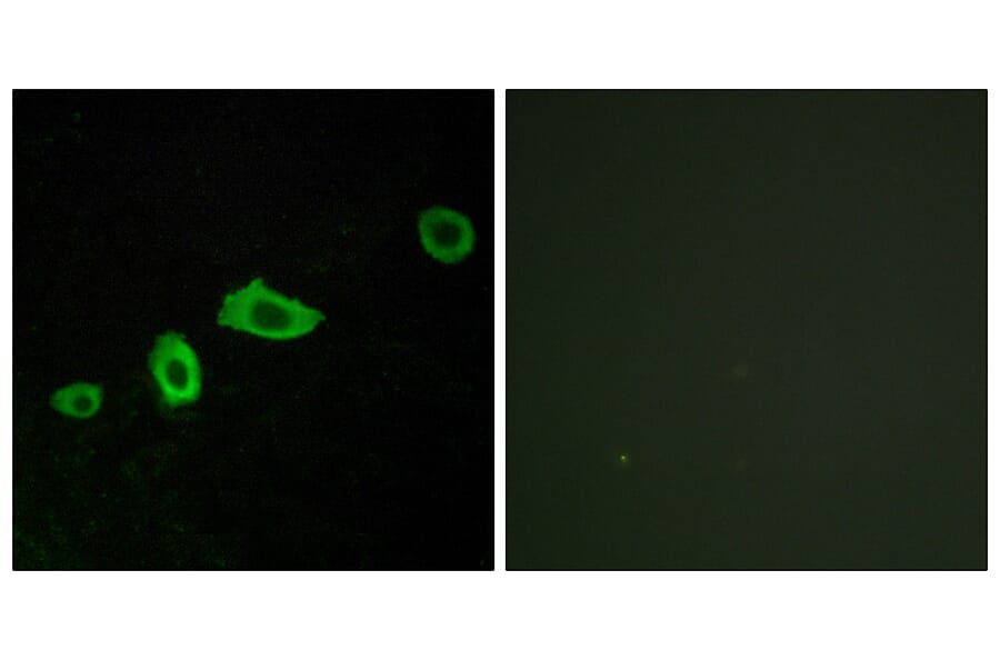 Immunofluorescence - Anti-HTR5A Antibody (G015) - Antibodies.com