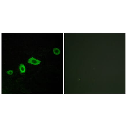 Immunofluorescence - Anti-HTR5A Antibody (G015) - Antibodies.com