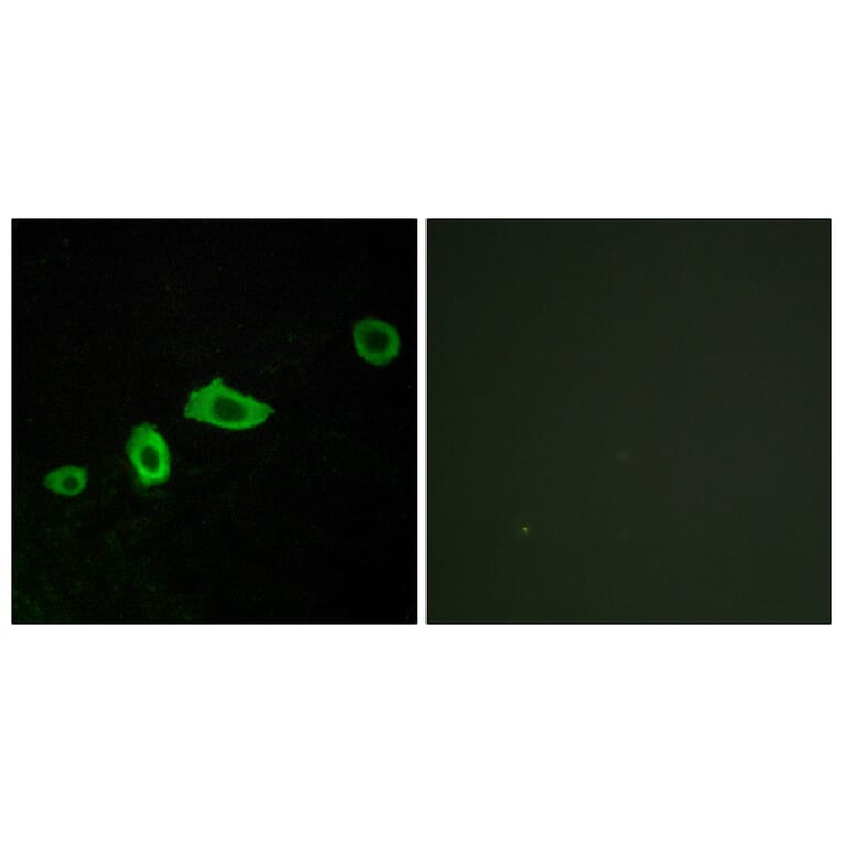 Immunofluorescence - Anti-HTR5A Antibody (G015) - Antibodies.com