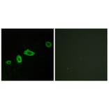 Immunofluorescence - Anti-HTR5A Antibody (G015) - Antibodies.com