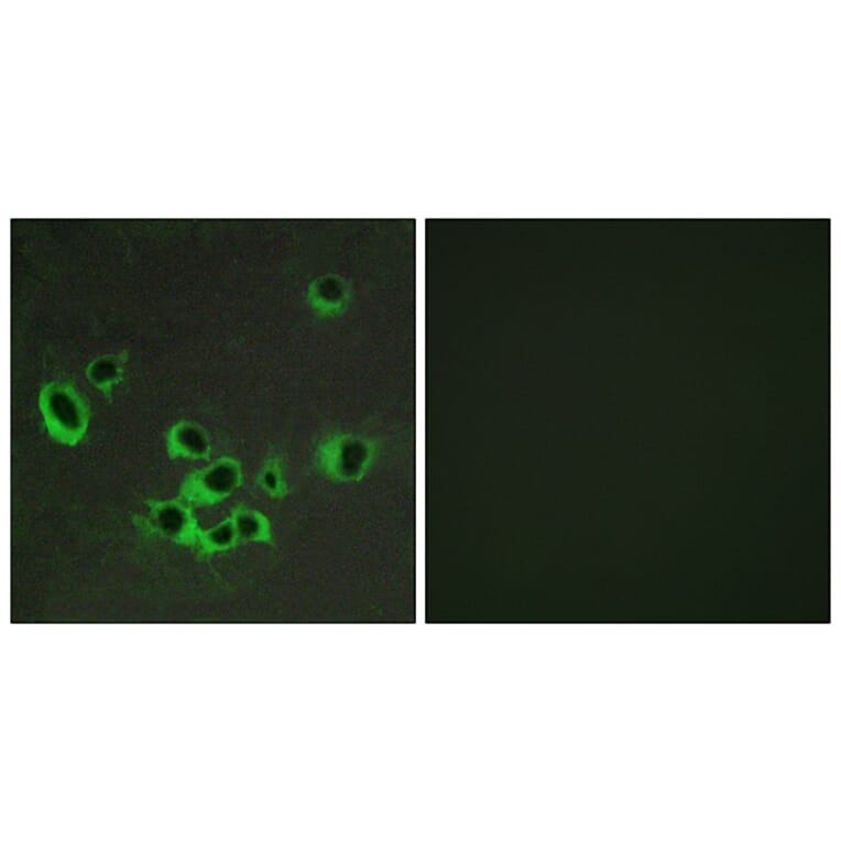 Immunofluorescence - Anti-HTR2B Antibody (G007) - Antibodies.com