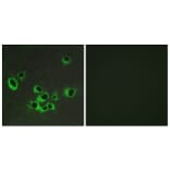 Immunofluorescence - Anti-HTR2B Antibody (G007) - Antibodies.com