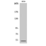 Western Blot - Anti-HTR2B Antibody (G007) - Antibodies.com
