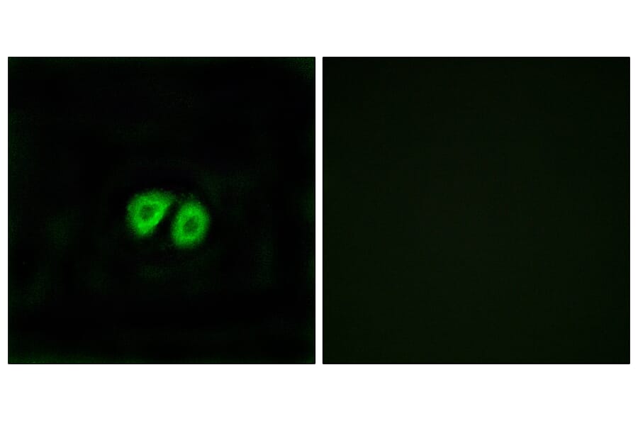 Immunofluorescence - Anti-GPR56 Antibody (G346) - Antibodies.com