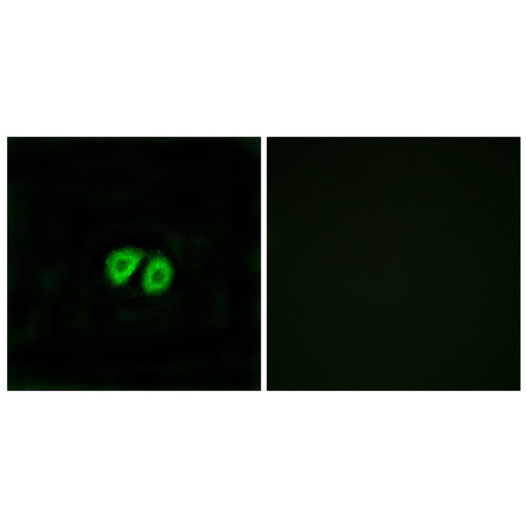 Immunofluorescence - Anti-GPR56 Antibody (G346) - Antibodies.com