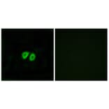 Immunofluorescence - Anti-GPR56 Antibody (G346) - Antibodies.com