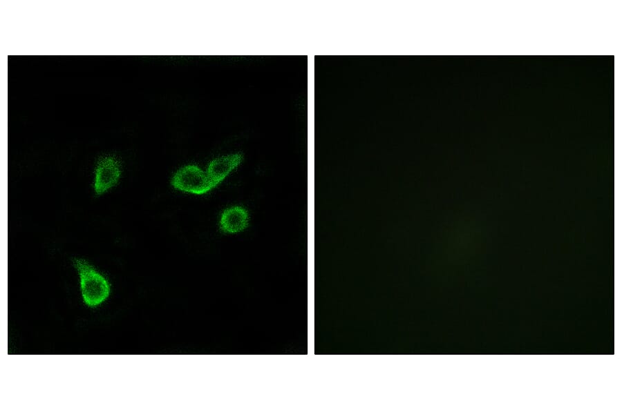 Immunofluorescence - Anti-GPR35 Antibody (G338) - Antibodies.com